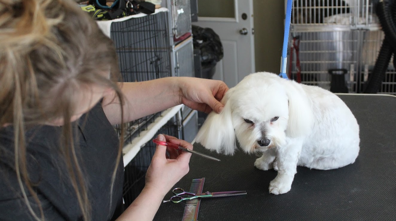 Grooming Sunrise Pet Lodge