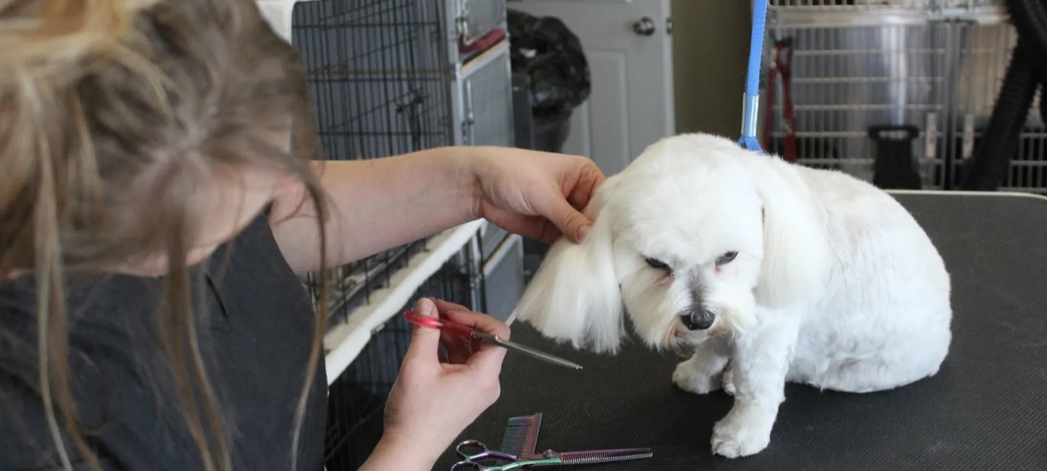 White dog having her ear fur trimmed down