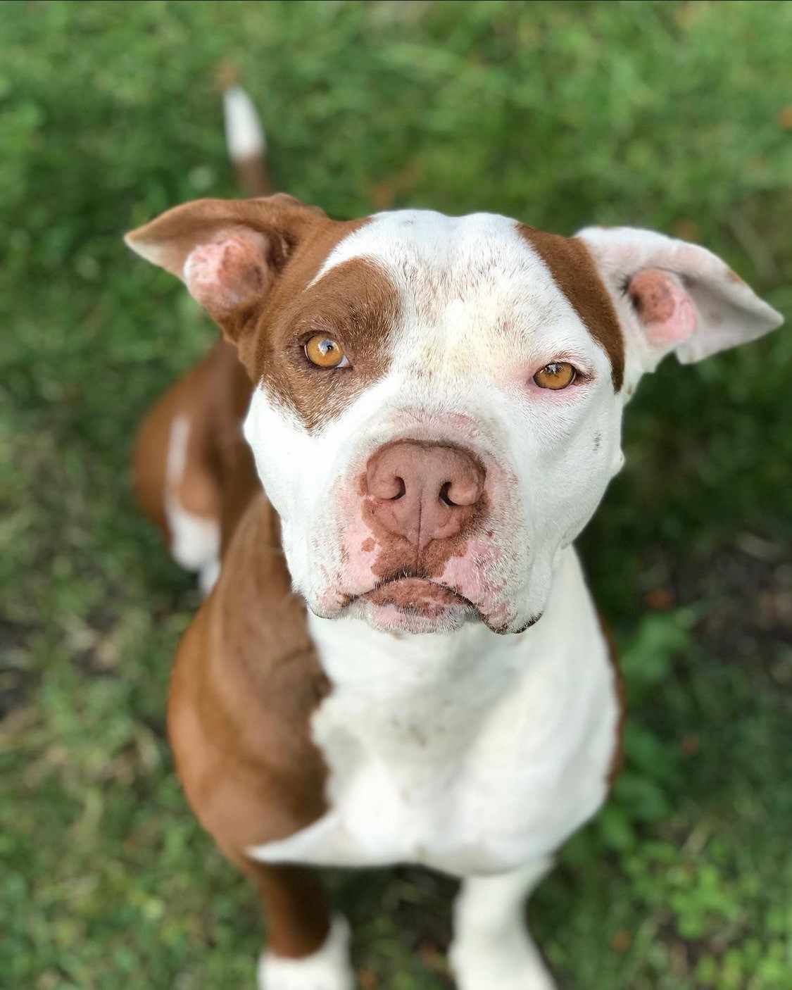 A brown and white dog facing the camera 
