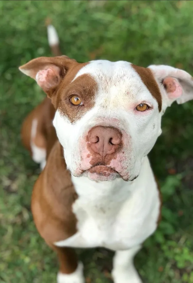 A brown and white dog facing the camera 