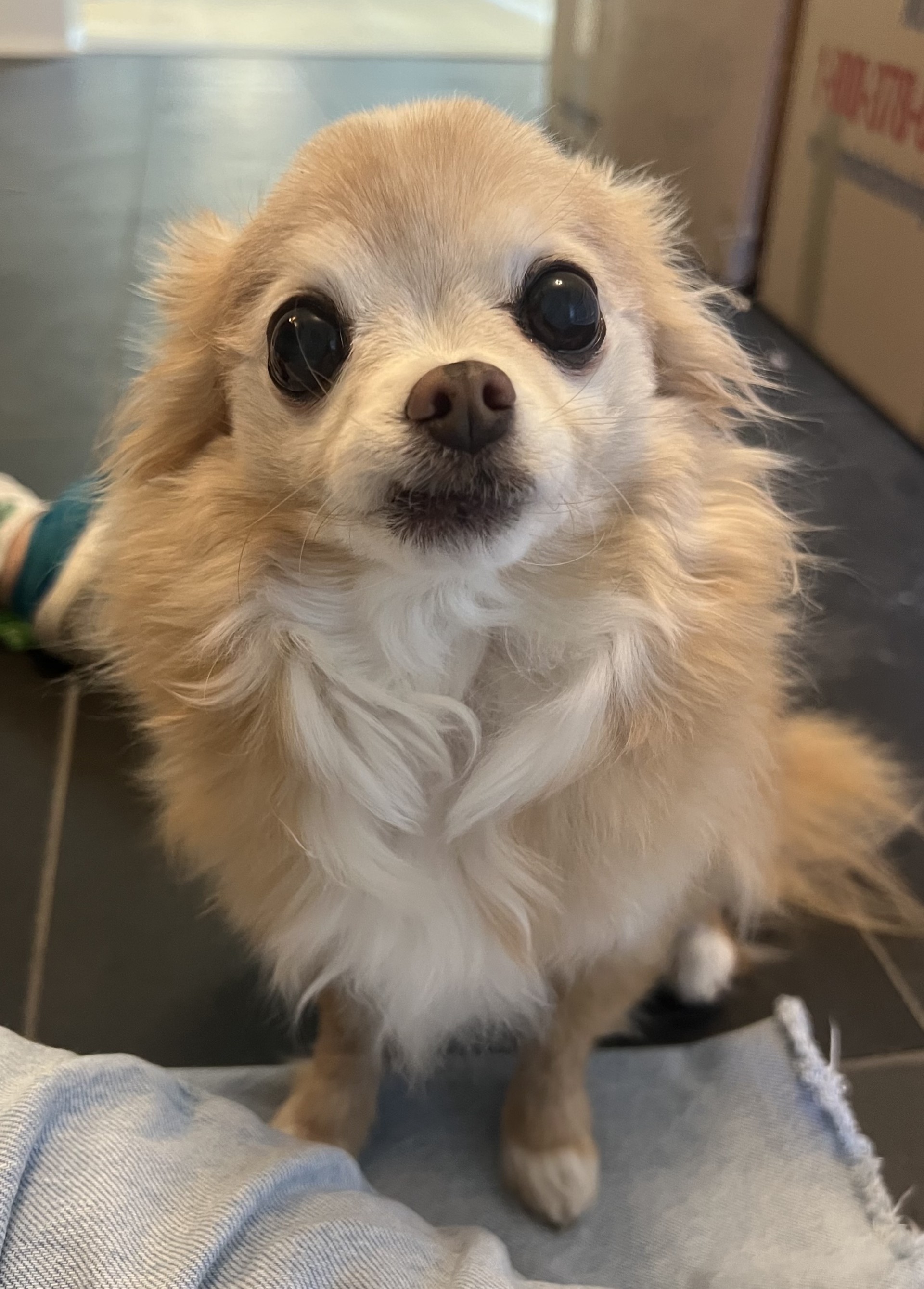 Chihuahua looking up at the camera