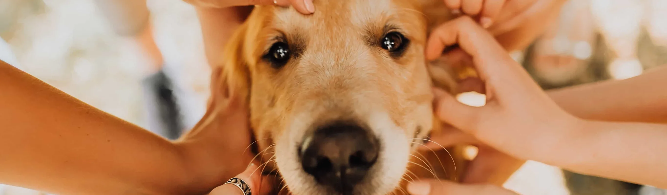 People petting dog People petting dog