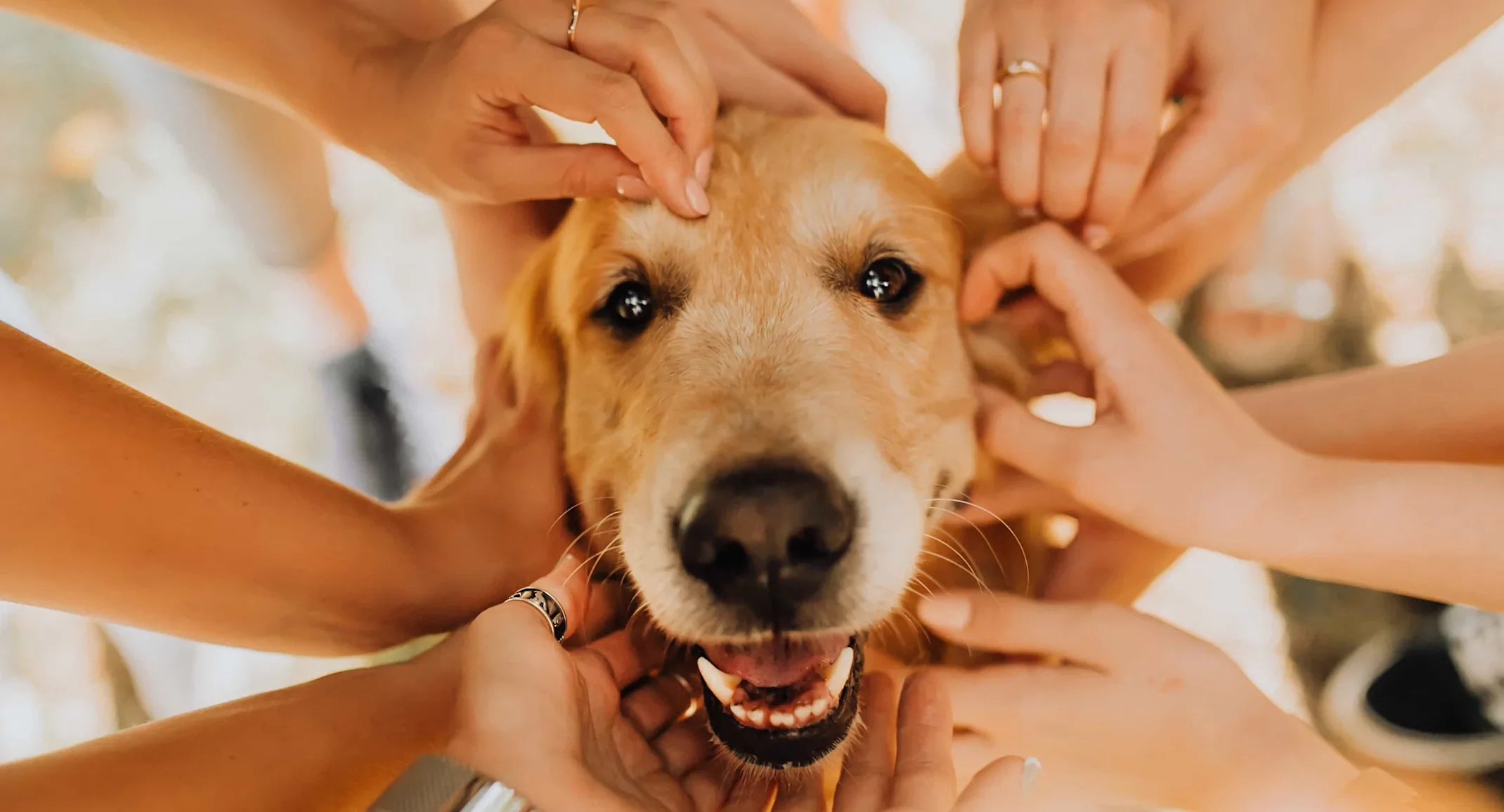 People petting dog People petting dog