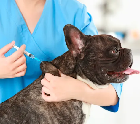 Dog receiving a vaccine shot on table Dog receiving a vaccine shot on table