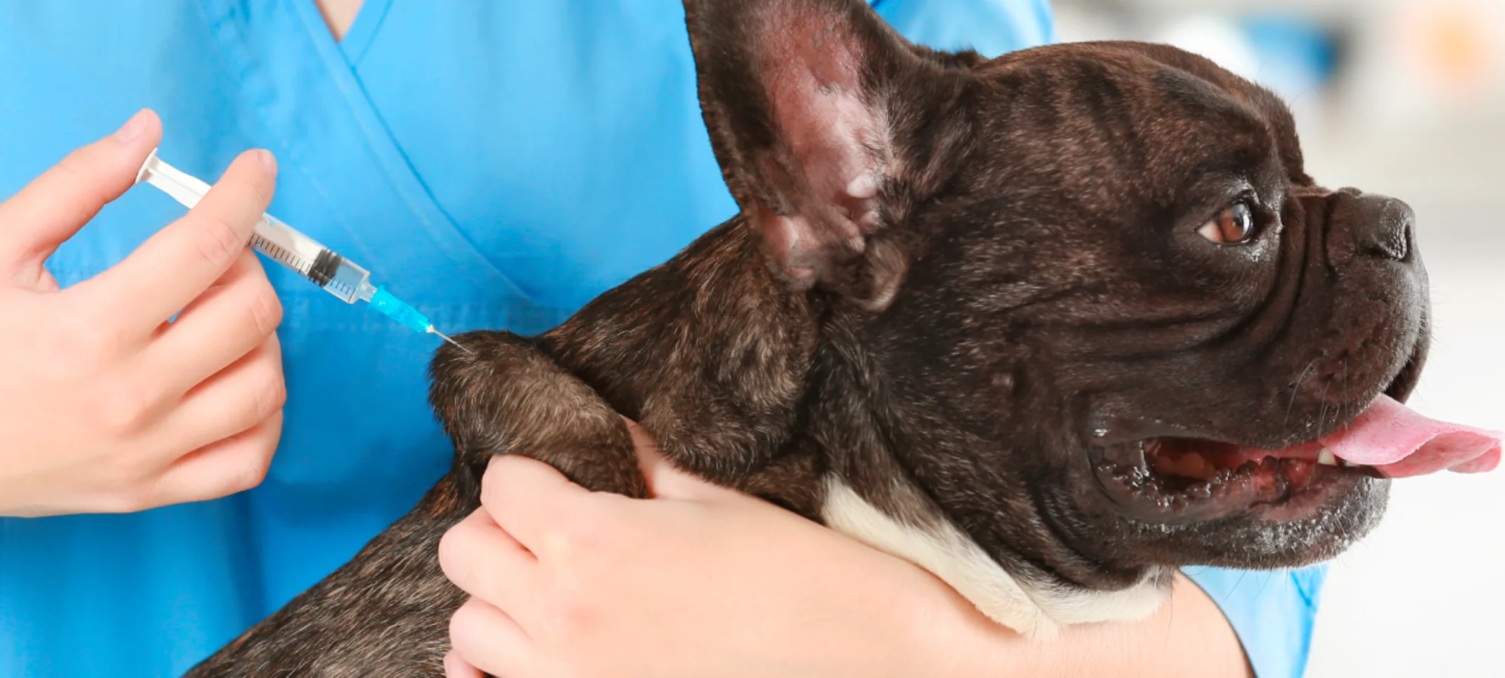Dog receiving a vaccine shot on table Dog receiving a vaccine shot on table