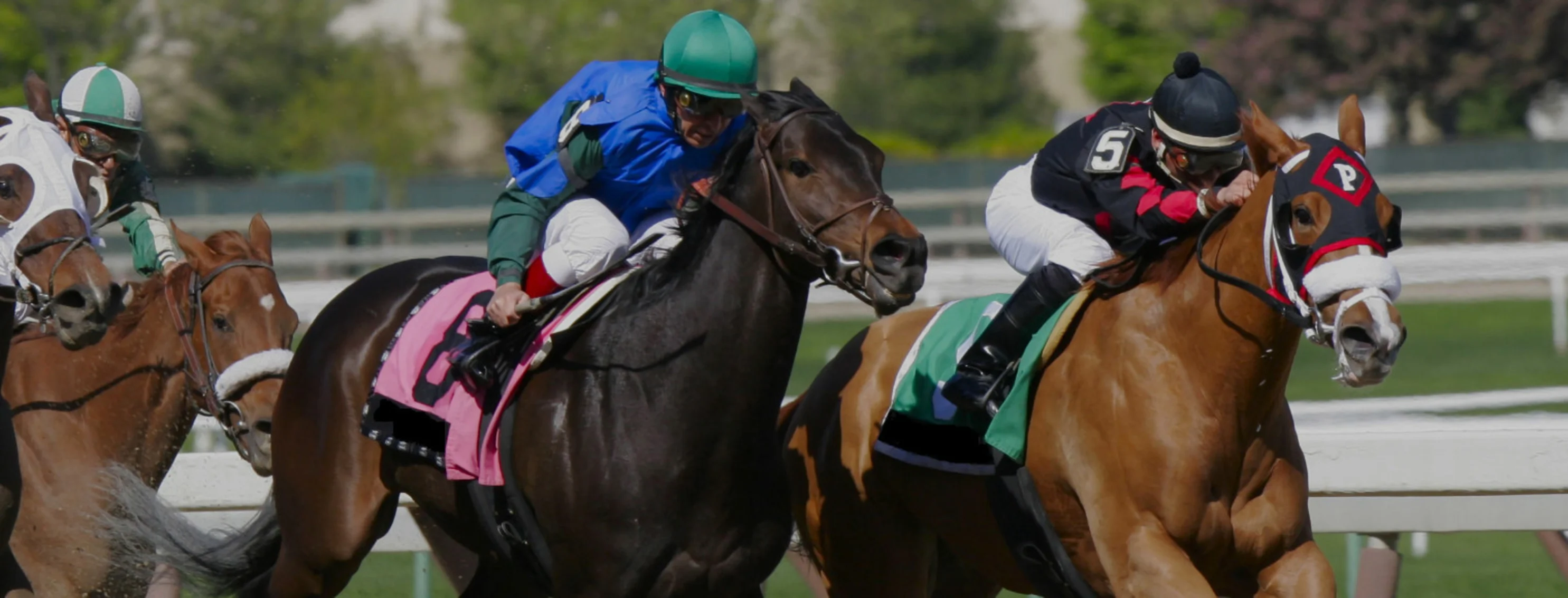 Four Horses Flat Racing with Riders Four Horses Flat Racing with Riders
