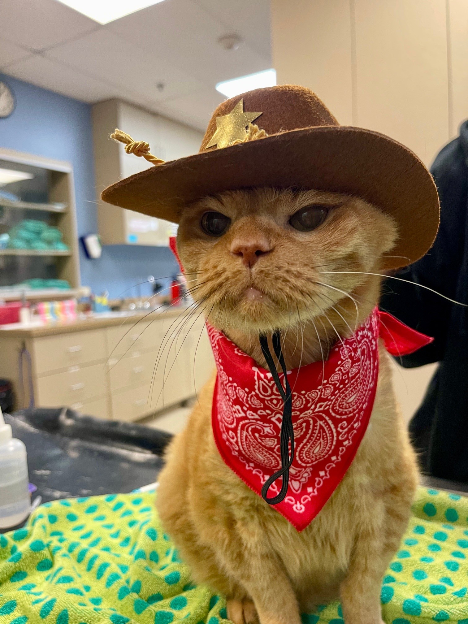  Cat wearing hat and bandana