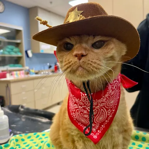 Cat wearing hat and bandana Cat wearing hat and bandana