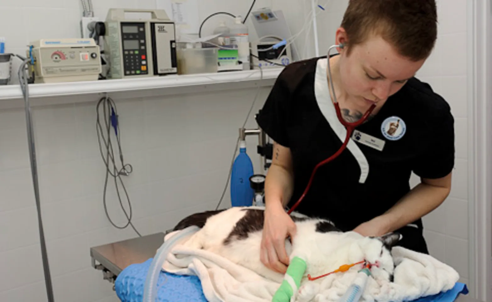 Blue cross vet staff giving anesthesia to a cat