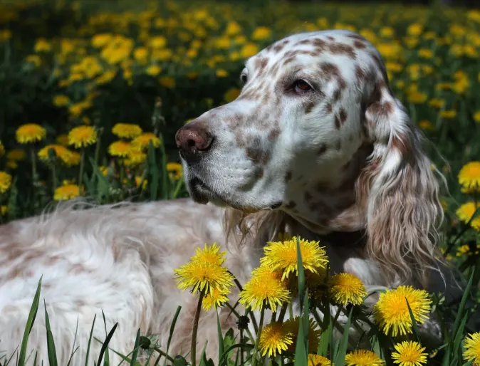 dog in flowers 