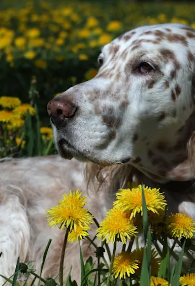 dog in flowers dog in flowers