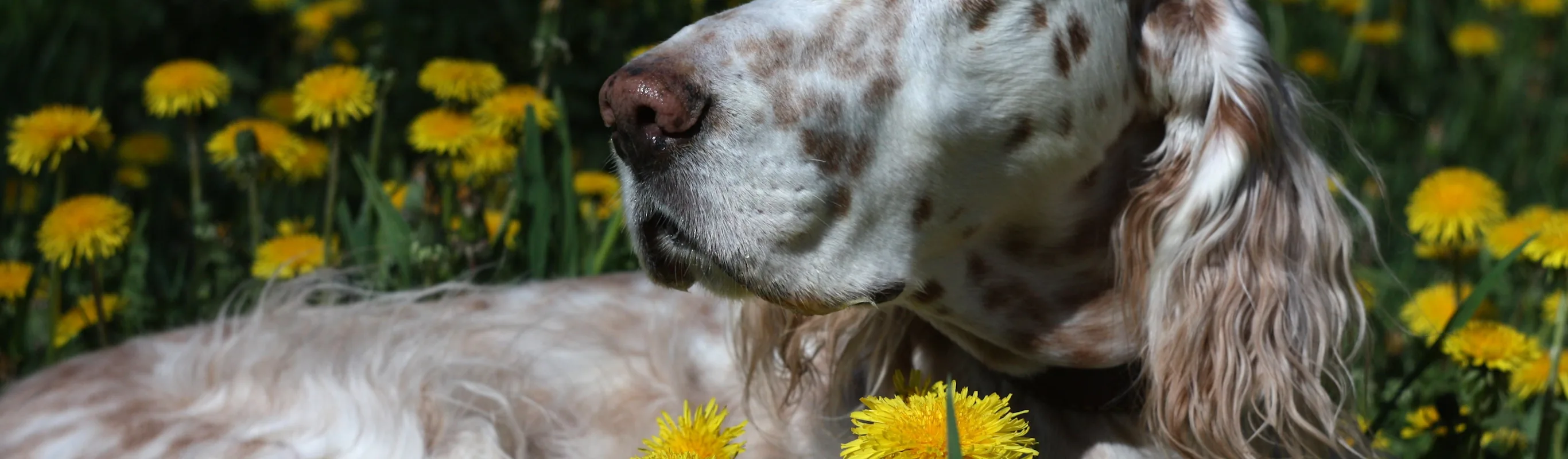 dog in flowers dog in flowers