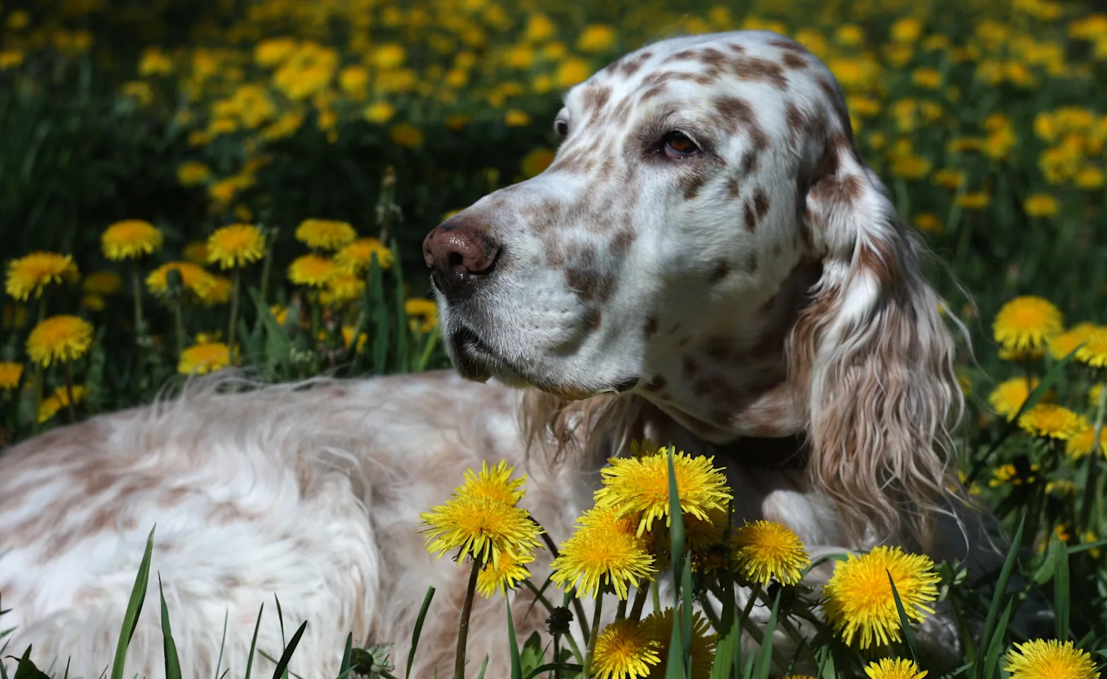 dog in flowers dog in flowers