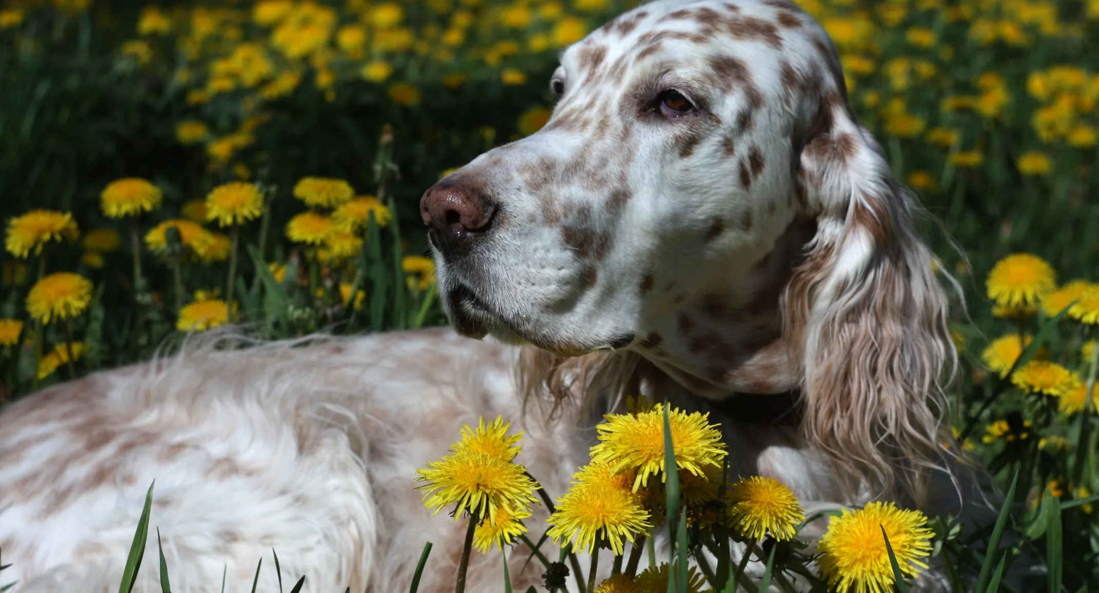 dog in flowers 