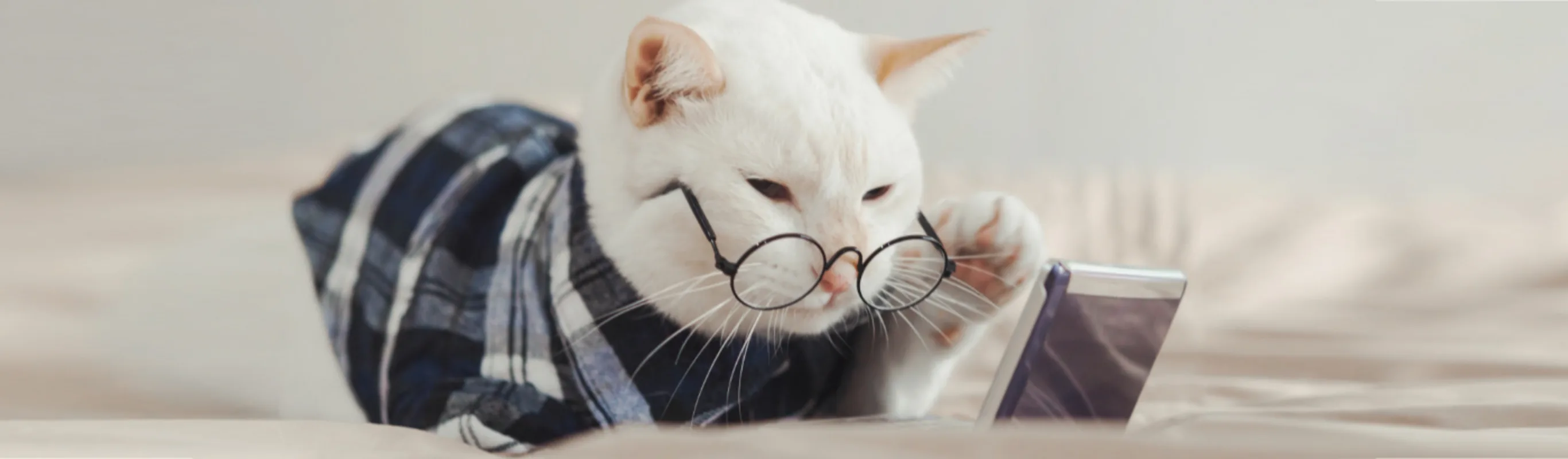 White Cat Wearing Glasses Looking at Phone White Cat Wearing Glasses Looking at Phone