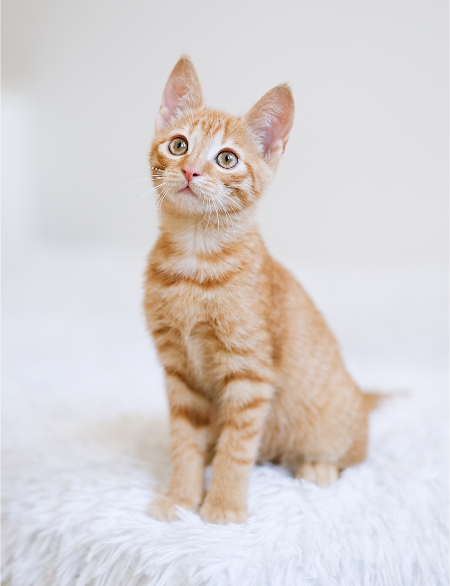 Orange cat looking up
