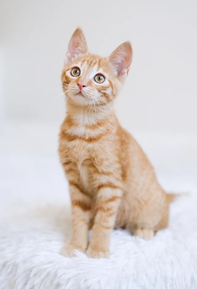 Orange cat looking up Orange cat looking up