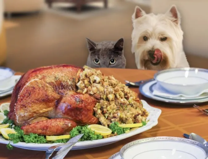 a cat and a dog looking at a thanksgiving turkey dinner a cat and a dog looking at a thanksgiving turkey dinner