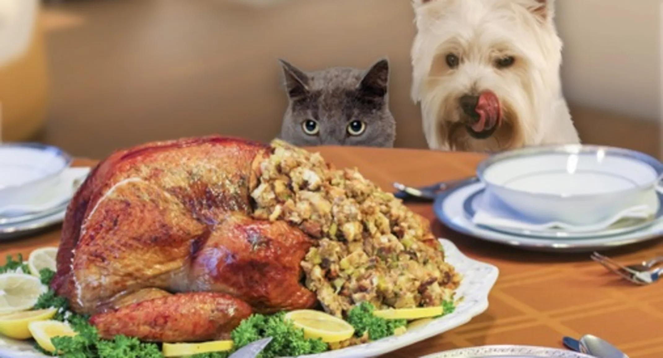 a cat and a dog looking at a thanksgiving turkey dinner a cat and a dog looking at a thanksgiving turkey dinner