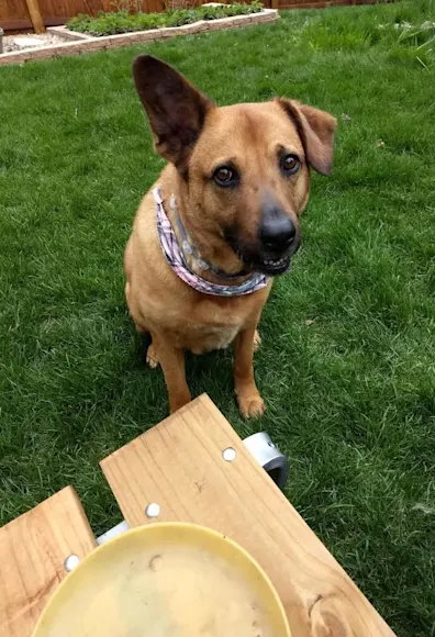 Dog with one ear perked up Dog with one ear perked up