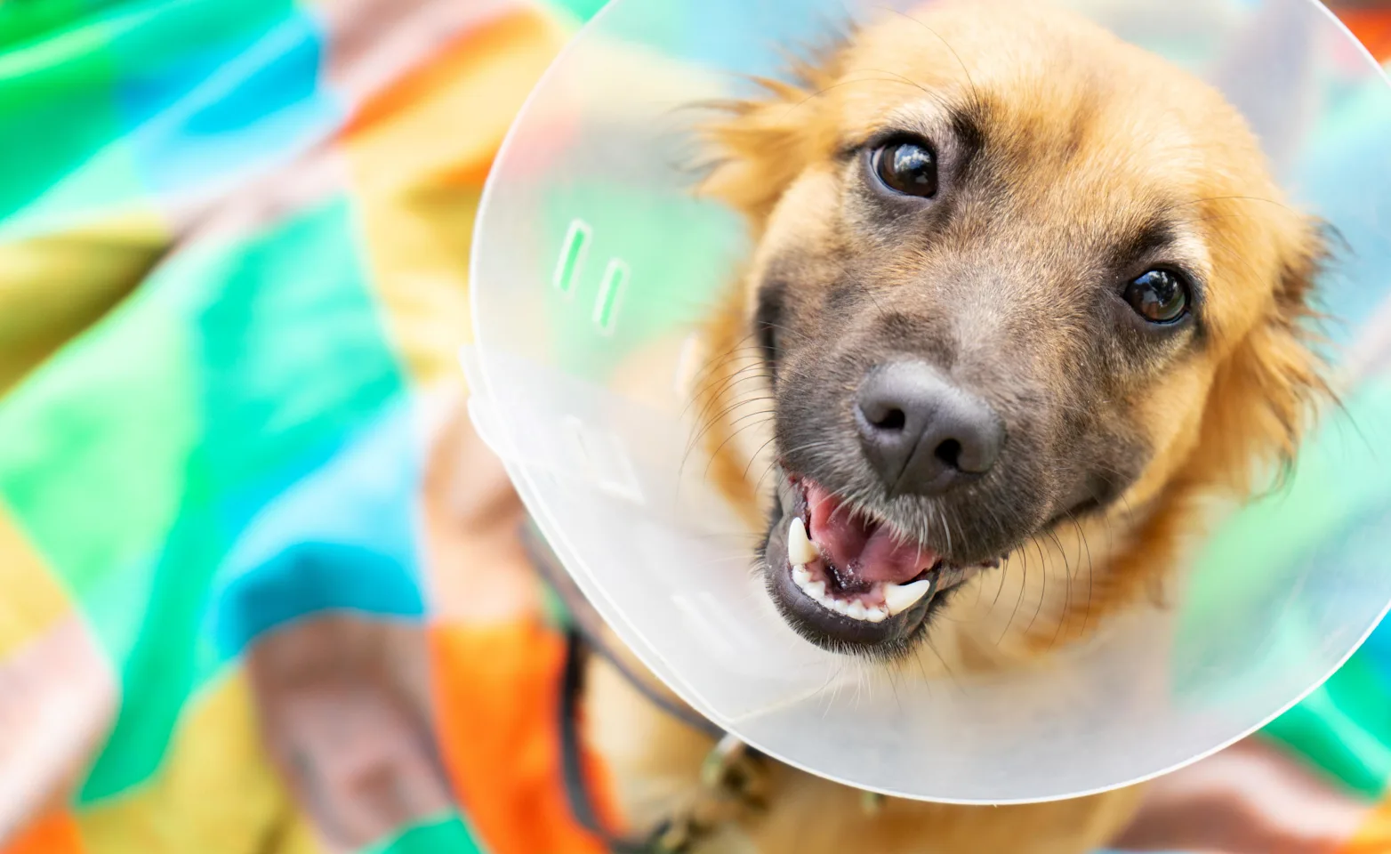 puppy with cone puppy with cone