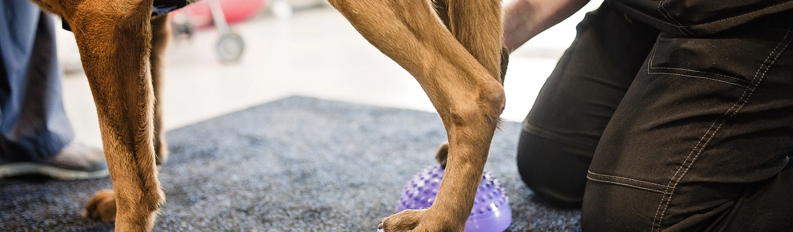 Dog's back legs. Dog's back legs.