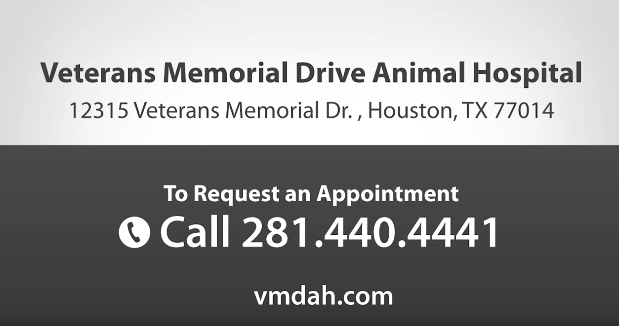 About Us Veterans Memorial Drive Animal Hospital