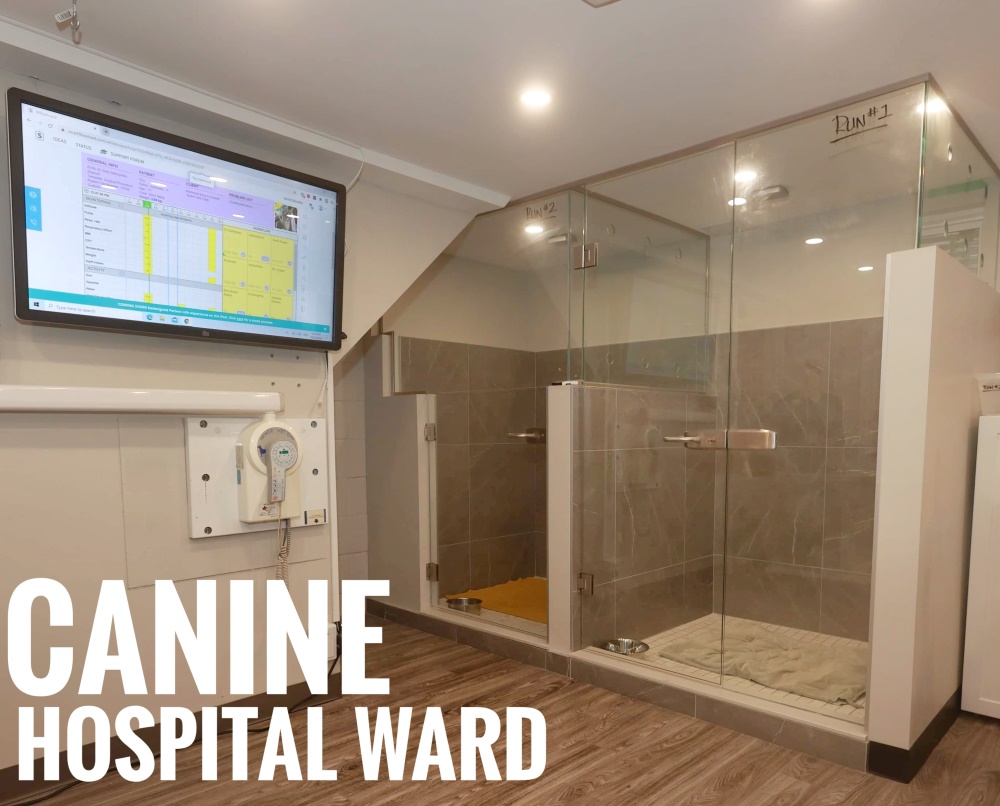 Canine Hospital Ward 