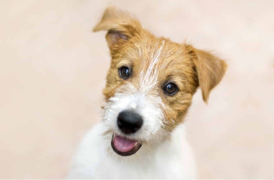 Brown Dog Smiling in Front of a Beige Background