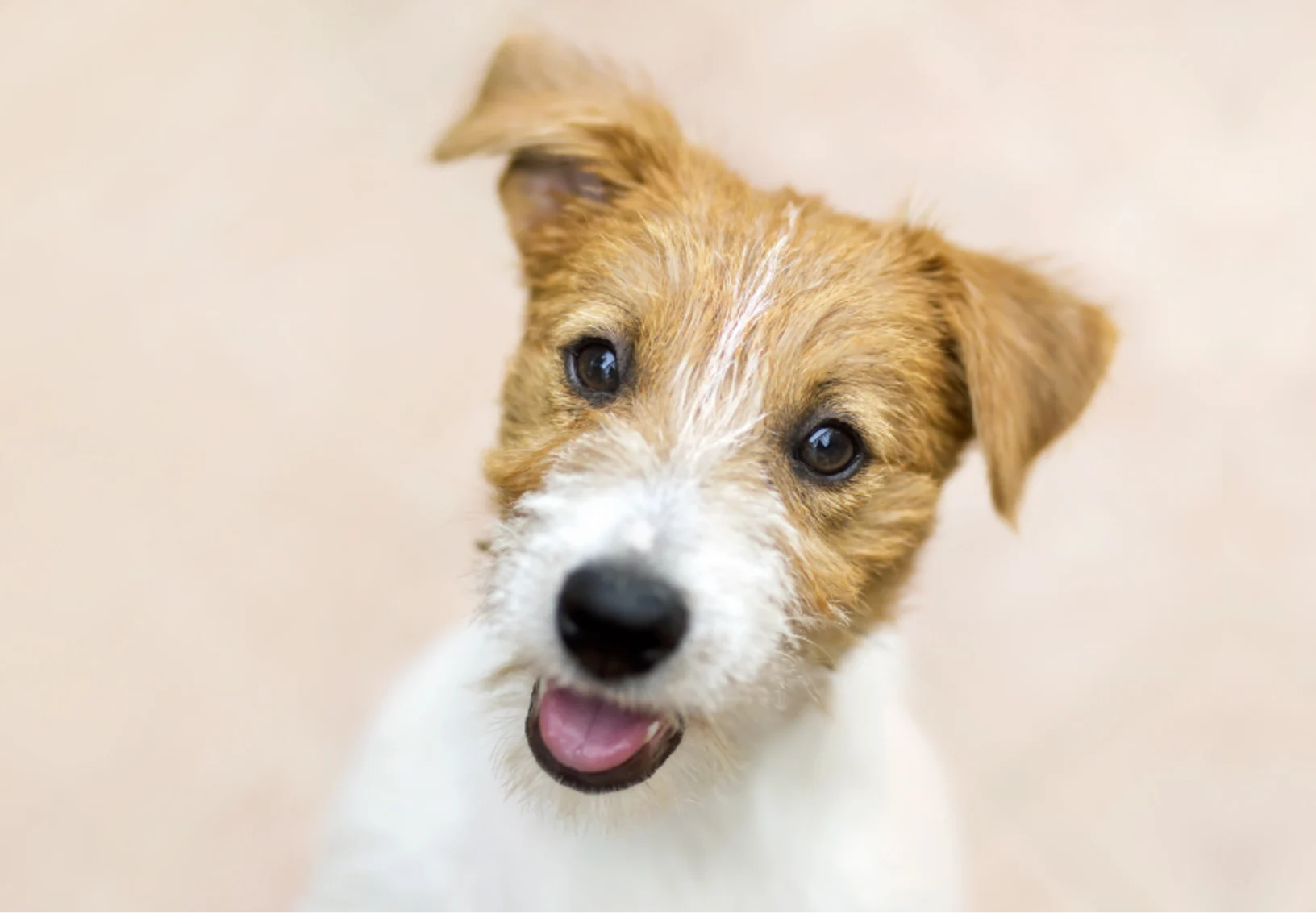 Brown Dog Smiling in Front of a Beige Background Brown Dog Smiling in Front of a Beige Background