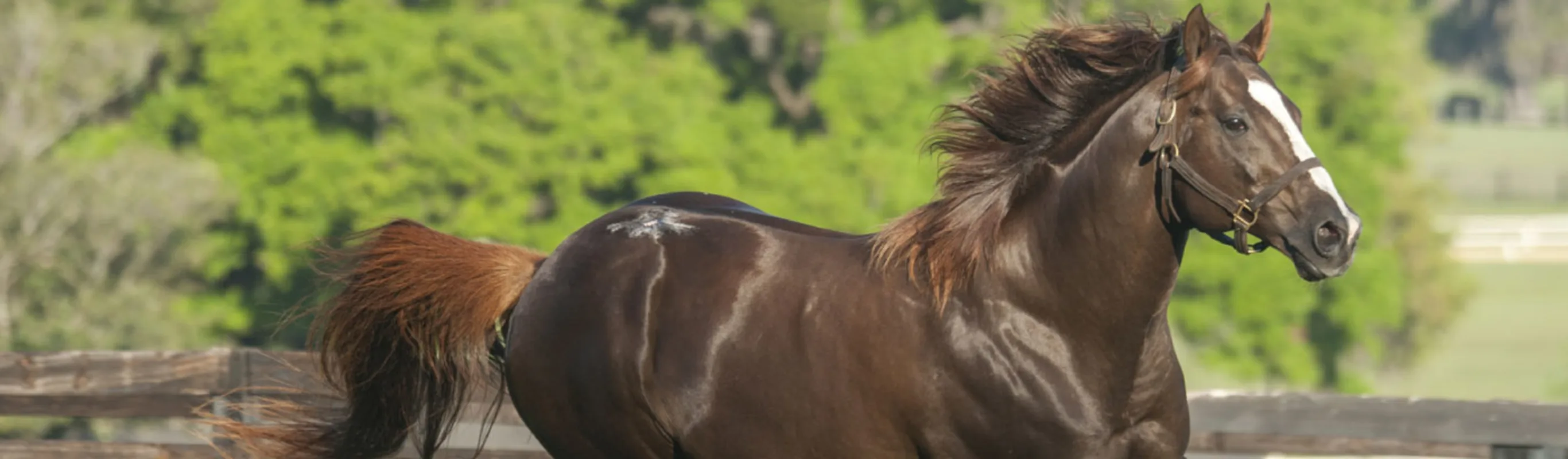 Brown horse galloping through field