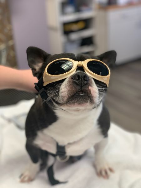 Dog wearing goggles