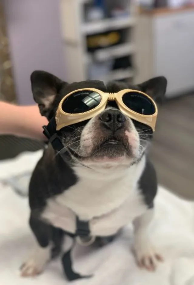 Dog wearing goggles Dog wearing goggles