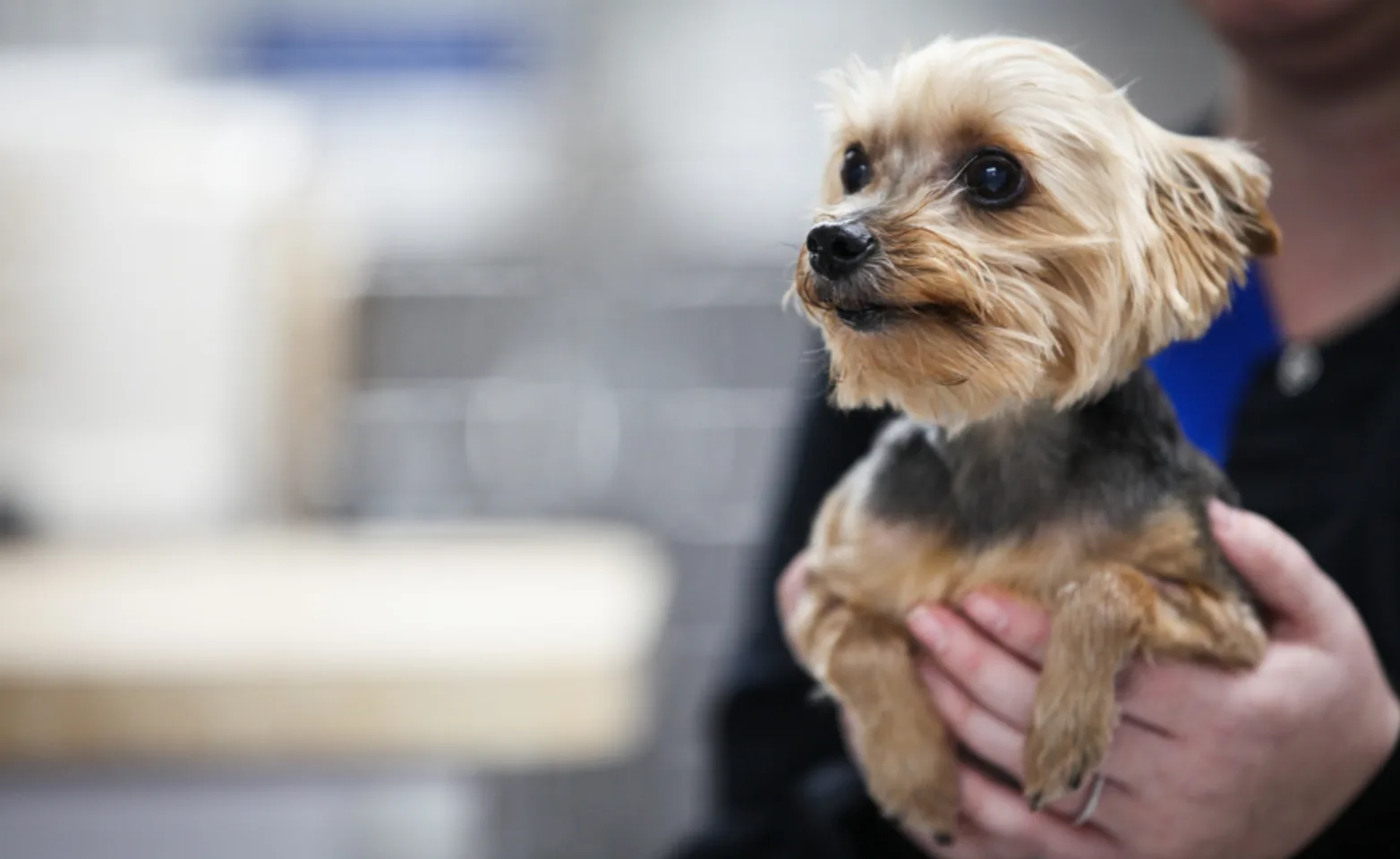 Small Puppy in Staff Member's Hands