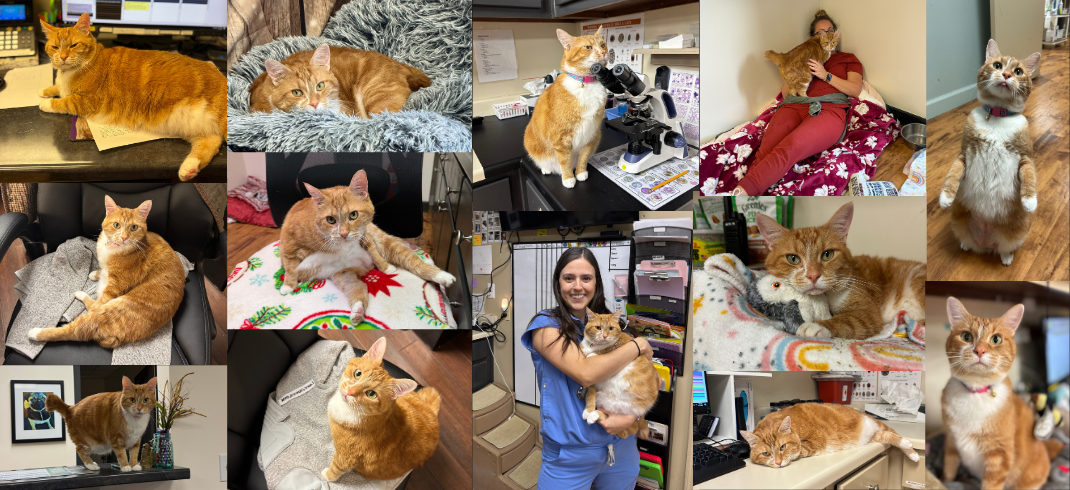 Clementine (Cat) Collage