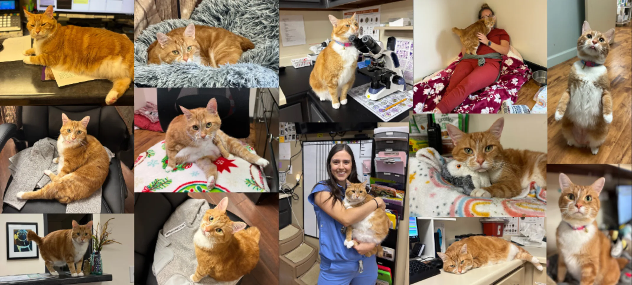 Clementine (Cat) Collage Clementine (Cat) Collage