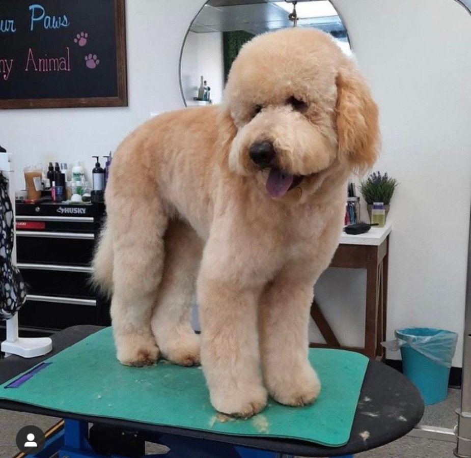 Large fluffy dog on grooming table