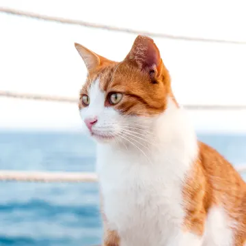 cat staring left with a roped fence and ocean in the background