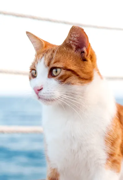 cat staring left with a roped fence and ocean in the background