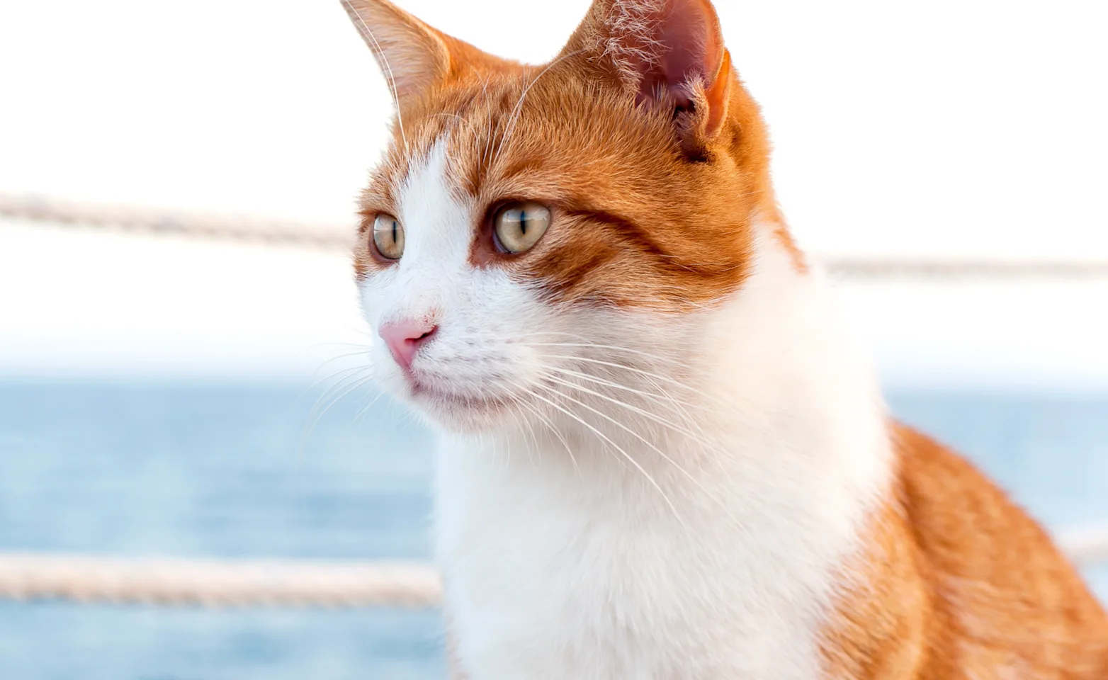 cat staring left with a roped fence and ocean in the background