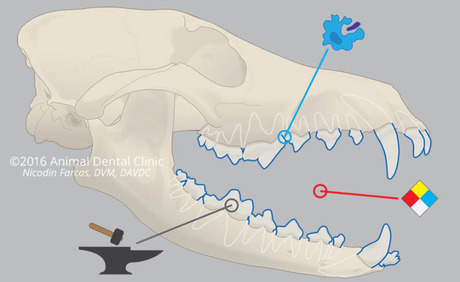Diagram of the oral balance in an animal's mouth Diagram of the oral balance in an animal's mouth