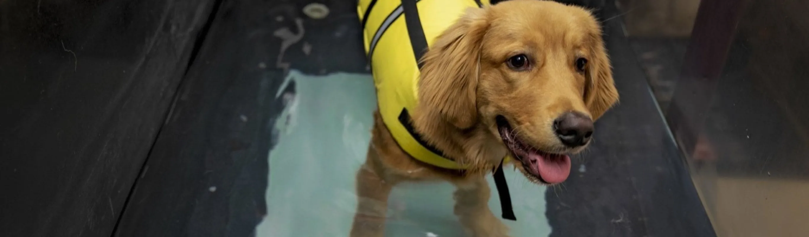 Dog in water therapy Dog in water therapy