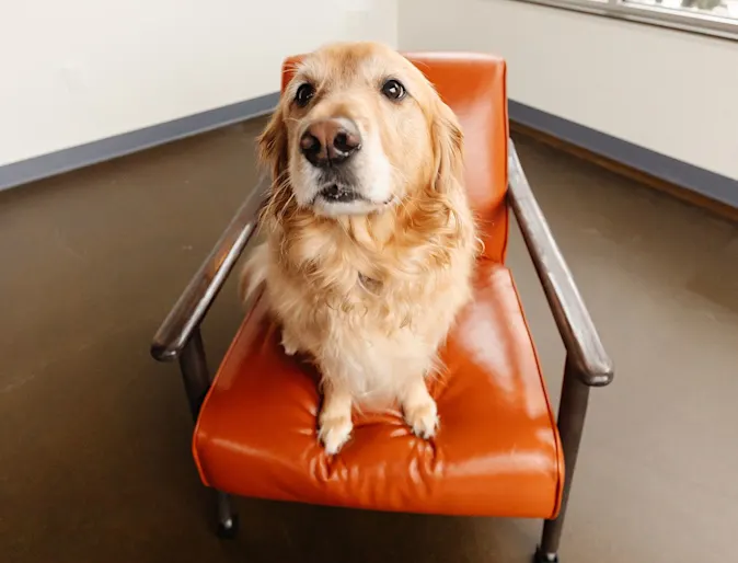 Dog sitting on a chair looking at the camera Dog sitting on a chair looking at the camera