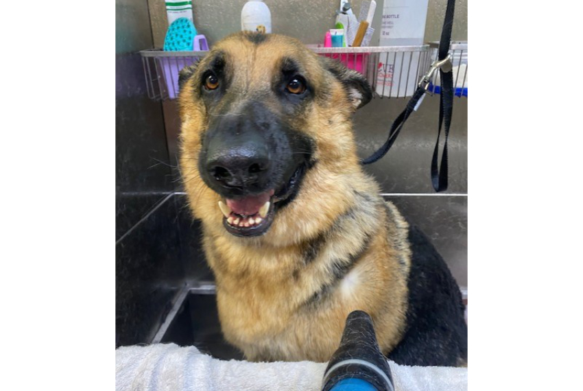 Mazikeen (dog) Getting Groomed