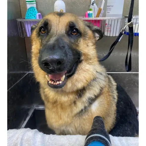 Mazikeen (dog) Getting Groomed Mazikeen (dog) Getting Groomed