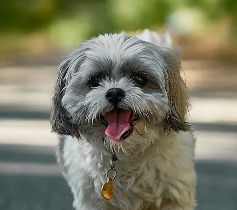 Small white and grey dog walking along street Small white and grey dog walking along street