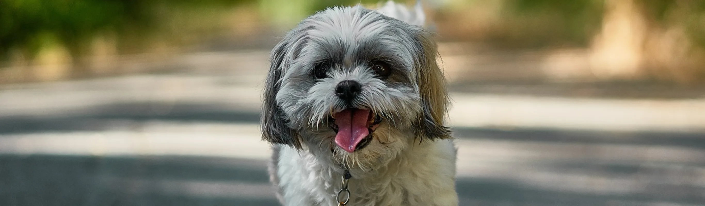 Small white and grey dog walking along street Small white and grey dog walking along street