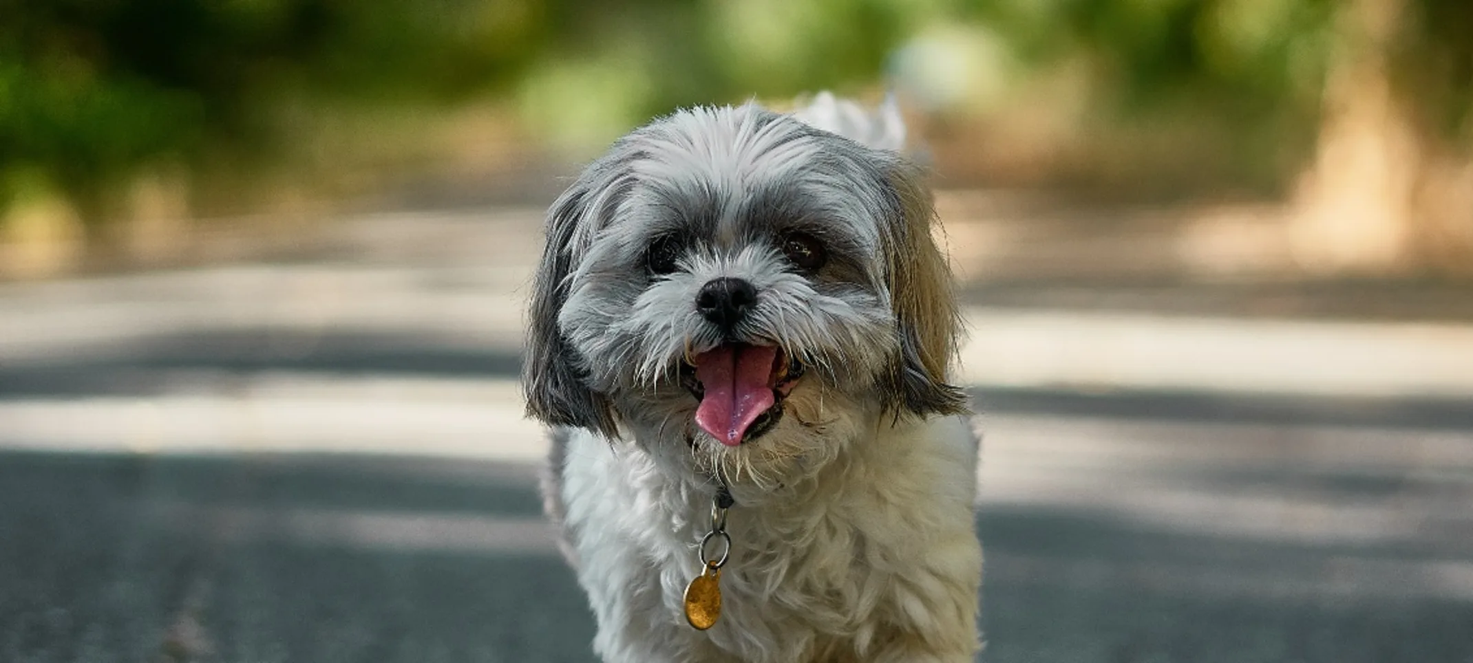 Small white and grey dog walking along street Small white and grey dog walking along street