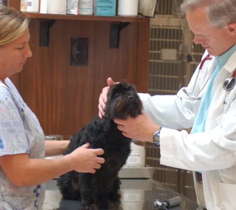 Doctor and staff member caring for a black dog on a table