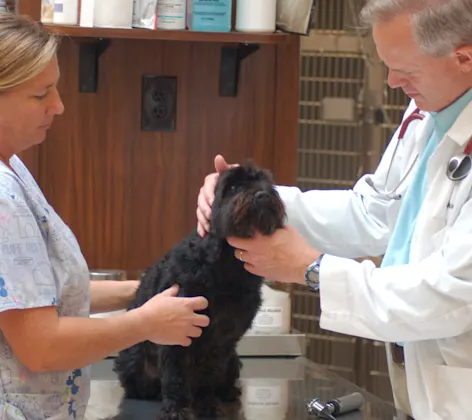 Doctor and staff member caring for a black dog on a table Doctor and staff member caring for a black dog on a table